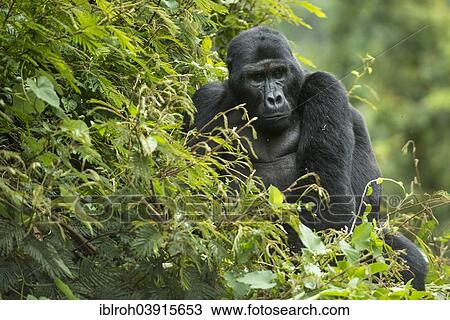 Stock Image - "Mountain Gorilla (Gorilla beringei beringei), male, Bwindi Impenetrable National Park, Uganda, Africa". Fotosearch