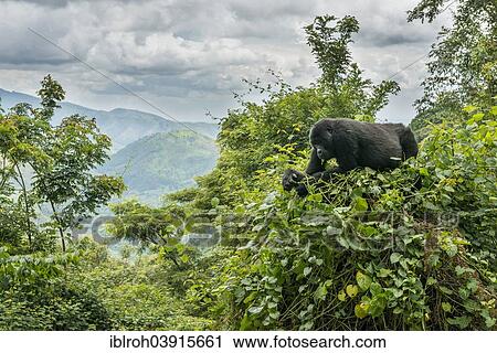"Mountain Gorilla (Gorilla beringei beringei) in the habitat, Bwindi Impenetrable National Park, Uganda, Africa" View Large Photo Image Stock Image - "Mountain Gorilla (Gorilla beringei beringei) in the habitat, Bwindi Impenetrable National Park, Uganda, Africa". Fotosearch
