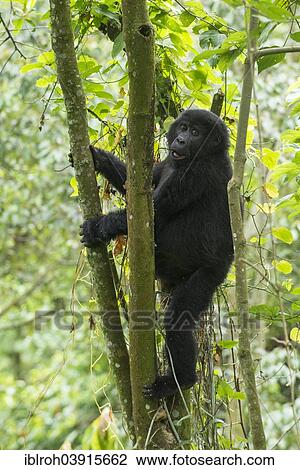 "Mountain Gorilla (Gorilla beringei beringei), Bwindi Impenetrable National Park, Uganda, Africa" View Large Photo Image Stock Image - "Mountain Gorilla (Gorilla beringei beringei), Bwindi Impenetrable National Park, Uganda, Africa". Fotosearch