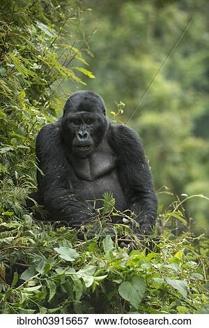"Mountain Gorilla (Gorilla beringei beringei), male, Bwindi Impenetrable National Park, Uganda, Africa" View Large Photo Image Stock Photo - "Mountain Gorilla (Gorilla beringei beringei), male, Bwindi Impenetrable National Park, Uganda, Africa". Fotosearch