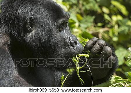 "Mountain Gorilla (Gorilla beringei beringei) feeding, Bwindi Impenetrable National Park, Uganda, Africa" View Large Photo Image Stock Photo - "Mountain Gorilla (Gorilla beringei beringei) feeding, Bwindi Impenetrable National Park, Uganda, Africa". Fotosearch