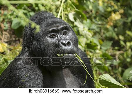"Mountain Gorilla (Gorilla beringei beringei), male feeding, Bwindi Impenetrable National Park, Uganda, Africa" View Large Photo Image Stock Photo - "Mountain Gorilla (Gorilla beringei beringei), male feeding, Bwindi Impenetrable National Park, Uganda, Africa". Fotosearch