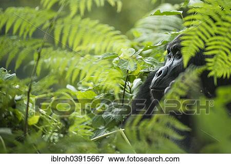 "Mountain Gorilla (Gorilla beringei beringei), male, Bwindi Impenetrable National Park, Uganda, Africa" View Large Photo Image Stock Photo - "Mountain Gorilla (Gorilla beringei beringei), male, Bwindi Impenetrable National Park, Uganda, Africa". Fotosearch