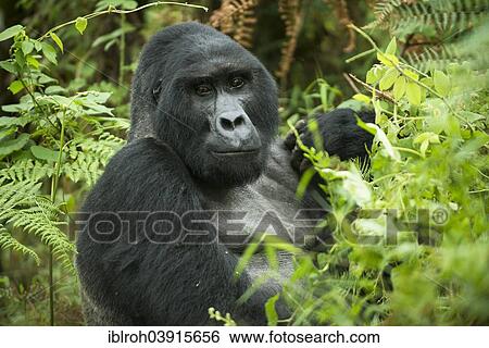 "Mountain Gorilla (Gorilla beringei beringei), male, silverback, Bwindi Impenetrable National Park, Uganda, Africa" View Large Photo Image Stock Photograph - "Mountain Gorilla (Gorilla beringei beringei), male, silverback, Bwindi Impenetrable National Park, Uganda, Africa". Fotosearch