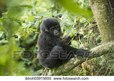 "Mountain Gorilla (Gorilla beringei beringei), young animal, Bwindi Impenetrable National Park, Uganda, Africa" View Large Photo Image Stock Photography - "Mountain Gorilla (Gorilla beringei beringei), young animal, Bwindi Impenetrable National Park, Uganda, Africa". Fotosearch