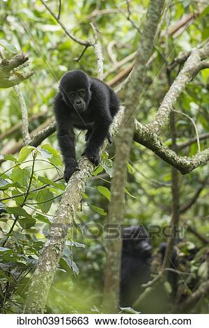 Stock Image - "Mountain gorillas (Gorilla beringei beringei), young animals, Bwindi Impenetrable National Park, Uganda, Africa". Fotosearch