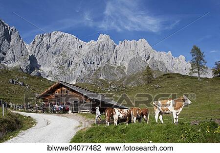 "Mountain hut with cattle and Hochkonig, Muhlbach, Salzburg State, Austria, Europe" View Large Photo Image Stock Image - "Mountain hut with cattle and Hochkonig, Muhlbach, Salzburg State, Austria, Europe". Fotosearch