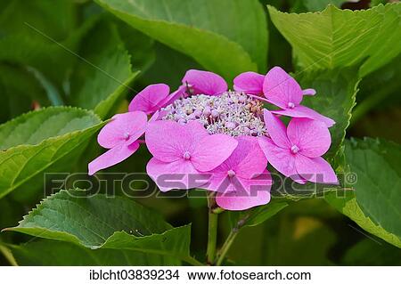 "Mountain Hydrangea (Hydrangea serrata), blossoms, Germany, Europe" View Large Photo Image Picture - "Mountain Hydrangea (Hydrangea serrata), blossoms, Germany, Europe". Fotosearch