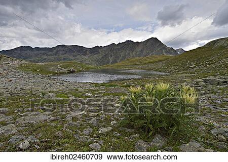 "Mountain lake at Timmelsjoch, with Alpine Thistle (Cirsium spinosissimum) at the front, Stubai Alps at the rear, Timmelstal, Tyrol, Austria, Europe" View Large Photo Image Stock Photo - "Mountain lake at Timmelsjoch, with Alpine Thistle (Cirsium spinosissimum) at the front, Stubai Alps at the rear, Timmelstal, Tyrol, Austria, Europe". Fotosearch