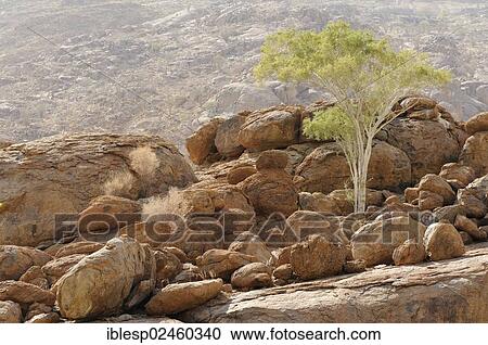 Stock Image - "Mountain landscape along a trail to the White Lady rock painting in the Tsisab Gorge, Brandberg, Damaraland, Namibia, Africa". Fotosearch