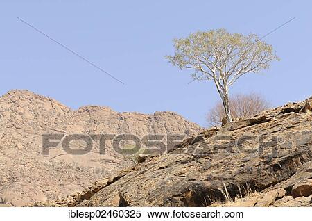 "Mountain landscape along a trail to the White Lady rock painting in the Tsisab Gorge, Brandberg, Damaraland, Namibia, Africa" View Large Photo Image Stock Photography - "Mountain landscape along a trail to the White Lady rock painting in the Tsisab Gorge, Brandberg, Damaraland, Namibia, Africa". Fotosearch