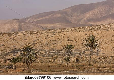 "Mountain landscape with a palm grove near Tuineje, Fuerteventura, Canary Islands, Spain, Europe" View Large Photo Image Stock Photograph - "Mountain landscape with a palm grove near Tuineje, Fuerteventura, Canary Islands, Spain, Europe". Fotosearch