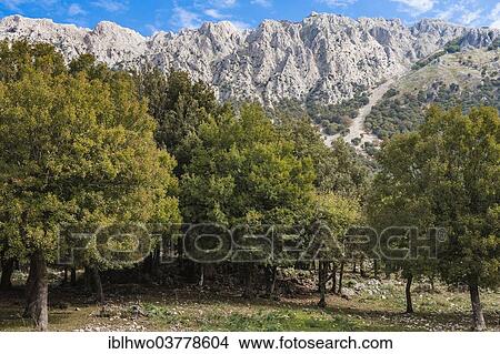 "Mountain landscape with limestone rocks and an oak forest (Quercus), Parco delle Madonie, Madonie Regional Natural Park, Sicily, Italy, Europe" View Large Photo Image Picture - "Mountain landscape with limestone rocks and an oak forest (Quercus), Parco delle Madonie, Madonie Regional Natural Park, Sicily, Italy, Europe". Fotosearch