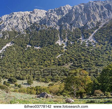 Stock Image - "Mountain landscape with limestone rocks and an oak forest (Quercus), Parco delle Madonie, Madonie Regional Natural Park, Sicily, Italy, Europe". Fotosearch