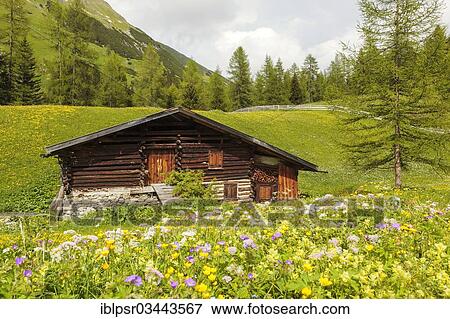 "Mountain meadow in summer, Hahntennjoch, Tyrolean Oberland, Tyrol, Austria, Europe" View Large Photo Image Stock Photo - "Mountain meadow in summer, Hahntennjoch, Tyrolean Oberland, Tyrol, Austria, Europe". Fotosearch