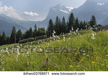 Stock Image - "Mountain meadow, Wengernalp railway, behind Mt. Wetterhorn, Kleine Scheidegg, Canton Bern, Switzerland, Europe". Fotosearch