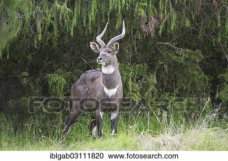 "Mountain Nyala or Balbok (Tragelaphus buxtoni), male, Bale Mountains, Ethiopia, Africa" View Large Photo Image Stock Image - "Mountain Nyala or Balbok (Tragelaphus buxtoni), male, Bale Mountains, Ethiopia, Africa". Fotosearch