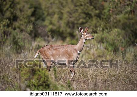 "Mountain Nyala or Balbok (Tragelaphus buxtoni), female, Bale Mountains, Ethiopia, Africa" View Large Photo Image Stock Photo - "Mountain Nyala or Balbok (Tragelaphus buxtoni), female, Bale Mountains, Ethiopia, Africa". Fotosearch
