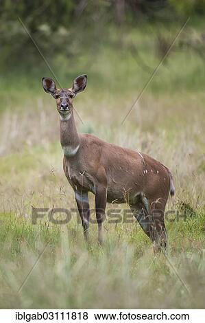 "Mountain Nyala or Balbok (Tragelaphus buxtoni), female, Bale Mountains, Ethiopia, Africa" View Large Photo Image Stock Photo - "Mountain Nyala or Balbok (Tragelaphus buxtoni), female, Bale Mountains, Ethiopia, Africa". Fotosearch