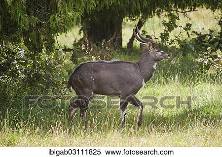 Stock Photography - "Mountain Nyala or Balbok (Tragelaphus buxtoni), male, Bale Mountains, Ethiopia, Africa". Fotosearch