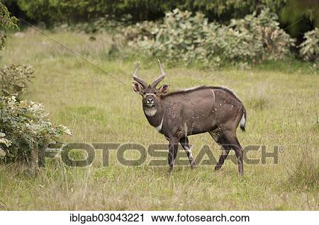 "Mountain Nyala (Tragelaphus buxtoni), male, Bale Mountains, Oromia Zone, Amhara Region, Ethiopia, Africa" View Large Photo Image Stock Image - "Mountain Nyala (Tragelaphus buxtoni), male, Bale Mountains, Oromia Zone, Amhara Region, Ethiopia, Africa". Fotosearch