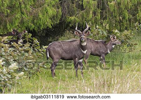 "Mountain Nyalas or Balboks (Tragelaphus buxtoni), male, Bale Mountains, Ethiopia, Africa" View Large Photo Image Stock Photo - "Mountain Nyalas or Balboks (Tragelaphus buxtoni), male, Bale Mountains, Ethiopia, Africa". Fotosearch