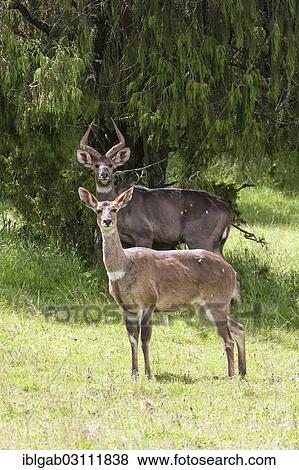Stock Photo - "Mountain Nyalas or Balboks (Tragelaphus buxtoni), male and female, Bale Mountains, Ethiopia, Africa". Fotosearch
