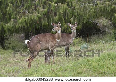 Stock Image - "Mountain Nyalas (Tragelaphus buxtoni), Bale Mountains, Oromia Zone, Amhara Region, Ethiopia, Africa". Fotosearch