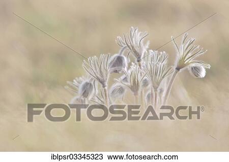 "Mountain pasque flower (Pulsatilla montana), Feldthurns, South Tyrol province, Trentino-Alto Adige, Italy, Europe" View Large Photo Image Stock Image - "Mountain pasque flower (Pulsatilla montana), Feldthurns, South Tyrol province, Trentino-Alto Adige, Italy, Europe". Fotosearch