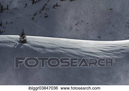 Stock Photograph - "Mountain Pine (Pinus mugo) in the snow, Eisenerzer Alpen mountains, Styria, Austria, Europe". Fotosearch