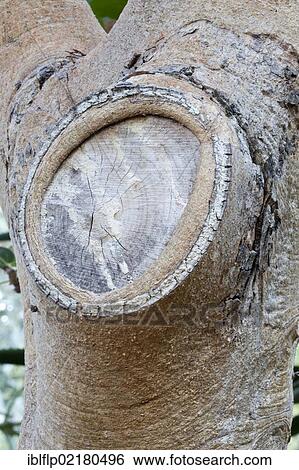 "Mountain Rock Fig (Ficus glumosa), close-up of trunk, with cut branch healing over, Kirstenbosch National Botanical Garden, Cape Town, Western Cape, South Africa, Africa" View Large Photo Image Stock Photograph - "Mountain Rock Fig (Ficus glumosa), close-up of trunk, with cut branch healing over, Kirstenbosch National Botanical Garden, Cape Town, Western Cape, South Africa, Africa". Fotosearch