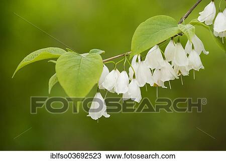 "Mountain Silverbell (Halesia carolina var monticola), flowers and leaves, ornamental plant, native to eastern North America, Saxony, Germany, Europe" View Large Photo Image Stock Image - "Mountain Silverbell (Halesia carolina var monticola), flowers and leaves, ornamental plant, native to eastern North America, Saxony, Germany, Europe". Fotosearch