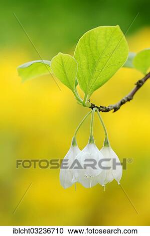"Mountain Silverbell (Halesia monticola), branch with flowers, occurrence in North America, North Rhine-Westphalia, Germany, Europe" View Large Photo Image Stock Image - "Mountain Silverbell (Halesia monticola), branch with flowers, occurrence in North America, North Rhine-Westphalia, Germany, Europe". Fotosearch