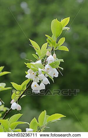 "Mountain Silverbell (Halesia monticola), branch with flowers, occurrence in North America;, North Rhine-Westphalia, Germany, Europe" View Large Photo Image Stock Image - "Mountain Silverbell (Halesia monticola), branch with flowers, occurrence in North America;, North Rhine-Westphalia, Germany, Europe". Fotosearch