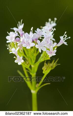 Stock Photo - "Mountain Valerian (Valeriana montana), Steinberg am Rofan, Tyrol, Austria, Europe". Fotosearch