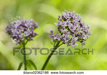 "Mountain Valerian (Valeriana montana), Steinberg am Rofan, Tyrol, Austria, Europe" View Large Photo Image Stock Photograph - "Mountain Valerian (Valeriana montana), Steinberg am Rofan, Tyrol, Austria, Europe". Fotosearch
