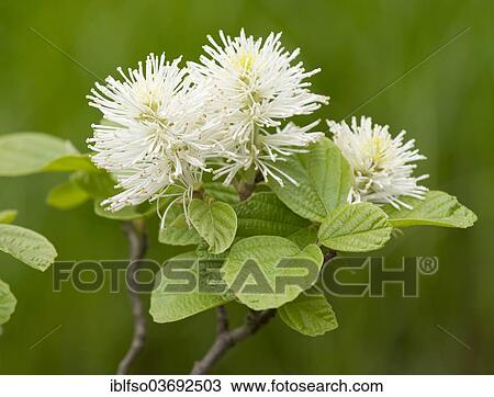 "Mountain Witch Alder (Fothergilla major), flowers and leaves, ornamental shrub, native to southeastern North America, Saxony, Germany, Europe" View Large Photo Image Stock Image - "Mountain Witch Alder (Fothergilla major), flowers and leaves, ornamental shrub, native to southeastern North America, Saxony, Germany, Europe". Fotosearch