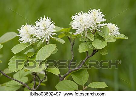 "Mountain Witch Alder (Fothergilla major), flowers and leaves, ornamental shrub, native to southeastern North America, Saxony, Germany, Europe" View Large Photo Image Stock Photo - "Mountain Witch Alder (Fothergilla major), flowers and leaves, ornamental shrub, native to southeastern North America, Saxony, Germany, Europe". Fotosearch