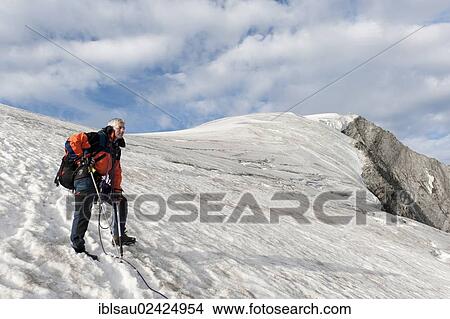 Picture - Mountaineer, ice axe, glacier ascent, summit of Mt Grossvenediger, 3662 m, Obersulzbachkees Glacier near Neukirchen am Grossvenediger, Venediger Group, Hohe Tauern or High Tauern Range, Alps, State of Salzburg, Austria, Europe. Fotosearch