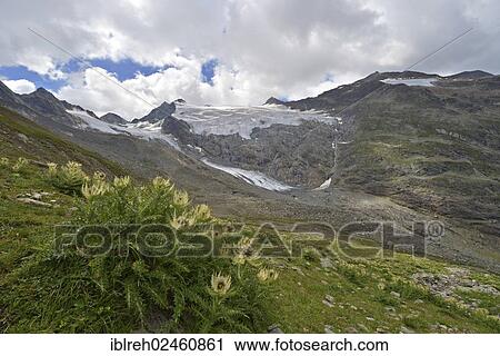 "Mountains Scheibenkogel, Rotmooskogel with Seelenkogel, Rotmoosferner and Wasserfallferner, Rotmoostal Valley, Alpine thistle (Cirsium spinosissmum) at front, Oetztal Alps, Tyrol, Austria, Europe" View Large Photo Image Stock Image - "Mountains Scheibenkogel, Rotmooskogel with Seelenkogel, Rotmoosferner and Wasserfallferner, Rotmoostal Valley, Alpine thistle (Cirsium spinosissmum) at front, Oetztal Alps, Tyrol, Austria, Europe". Fotosearch