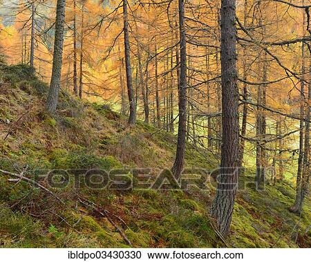 "Mountainside forest in autumn, Kraspestal valley, near Haggen, Tyrol, Austria, Europe" View Large Photo Image Stock Image - "Mountainside forest in autumn, Kraspestal valley, near Haggen, Tyrol, Austria, Europe". Fotosearch