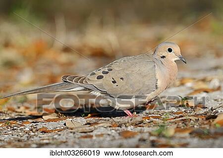 "Mourning Dove (Zenaida macroura), Sanibel Island, Florida, United States, North America" View Large Photo Image Stock Photo - "Mourning Dove (Zenaida macroura), Sanibel Island, Florida, United States, North America". Fotosearch