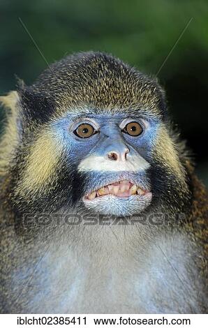 Stock Image - "Moustached Guenon or Moustached Monkey (Cercopithecus cephus), portrait, native to Africa, in captivity, Germany, Europe". Fotosearch