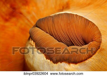"Mouth of a Corallimorph (Pseudocorynactis sp. ), Sabang Beach, Puerto Galera, Mindoro, Philippines, Asia" View Large Photo Image Picture - "Mouth of a Corallimorph (Pseudocorynactis sp. ), Sabang Beach, Puerto Galera, Mindoro, Philippines, Asia". Fotosearch