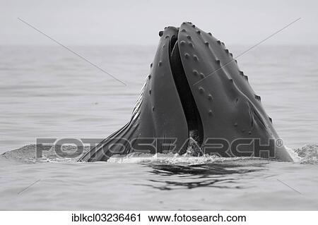 "Mouth of a Humpback Whale (Megaptera novaeangliae) while feeding, Hinlopenstretet, Spitsbergen Island, Svalbard Archipelago, Svalbard and Jan Mayen, Norway, Europe" View Large Photo Image Stock Image - "Mouth of a Humpback Whale (Megaptera novaeangliae) while feeding, Hinlopenstretet, Spitsbergen Island, Svalbard Archipelago, Svalbard and Jan Mayen, Norway, Europe". Fotosearch