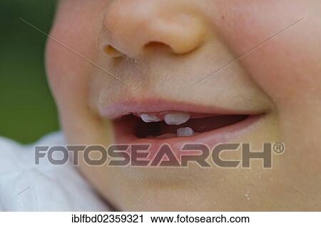"Mouth of a one year old girl with the first teeth, Dresden, Saxony, Germany, Europe" View Large Photo Image Stock Image - "Mouth of a one year old girl with the first teeth, Dresden, Saxony, Germany, Europe". Fotosearch