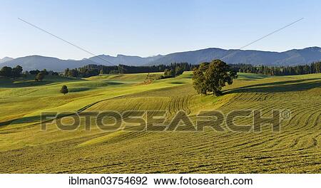 Stock Image - "Mown meadows, Wildsteig, Pfaffenwinkel region, Upper Bavaria, Bavaria, Germany, Europe". Fotosearch