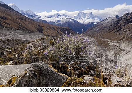"Mt Nevado Chopicalqui, Cordillera Blanca, Quebrada Yurac, Peru, South America" View Large Photo Image Picture - "Mt Nevado Chopicalqui, Cordillera Blanca, Quebrada Yurac, Peru, South America". Fotosearch