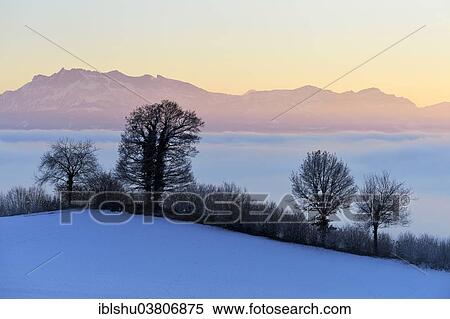 "Mt Pilatus above a layer of fog with hedges and trees at the front, Horben, Canton of Aargau, Switzerland, Europe" View Large Photo Image Stock Photography - "Mt Pilatus above a layer of fog with hedges and trees at the front, Horben, Canton of Aargau, Switzerland, Europe". Fotosearch
