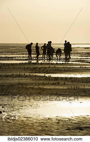 "Mudflat hikers at sunset, Westerhever, Eiderstedt, North Frisia, Schleswig-Holstein, Germany, Europe" View Large Photo Image Stock Image - "Mudflat hikers at sunset, Westerhever, Eiderstedt, North Frisia, Schleswig-Holstein, Germany, Europe". Fotosearch